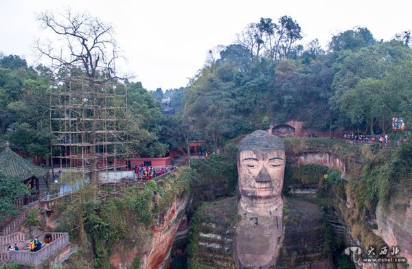 四川乐山大佛景区除害虫 佛头右侧287年黄连木“危在旦夕”