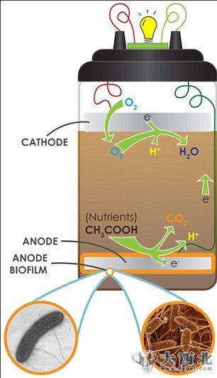 微生物燃料电池示意图