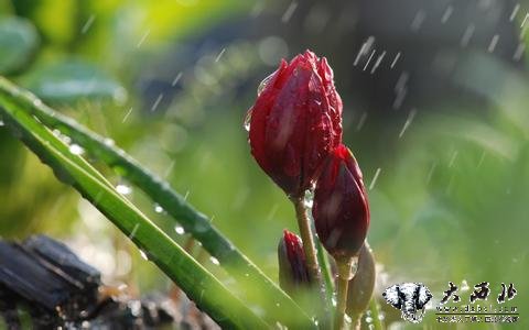 雨