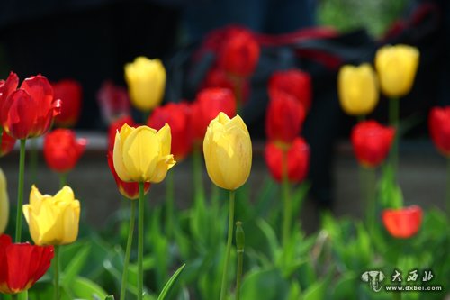 兰州郁金香花开观花需尽早