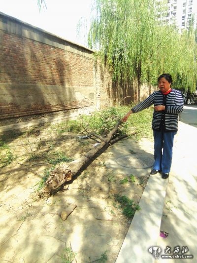 物业找人砍树住户制止遭骂