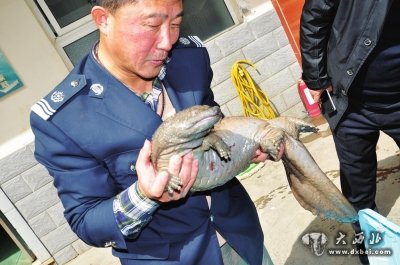 市民森警联手救助娃娃鱼