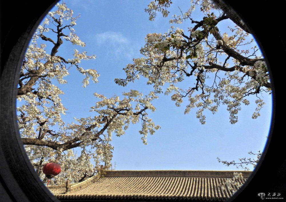 百年梨园又逢春 朵朵梨花如雪堆