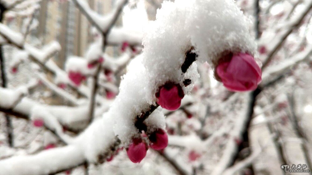 兰州飞雪降沙尘（组图