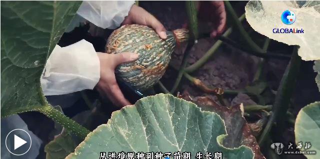 河西走廊地区外繁制种