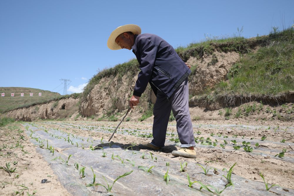 甘肃天水：撂荒地托管