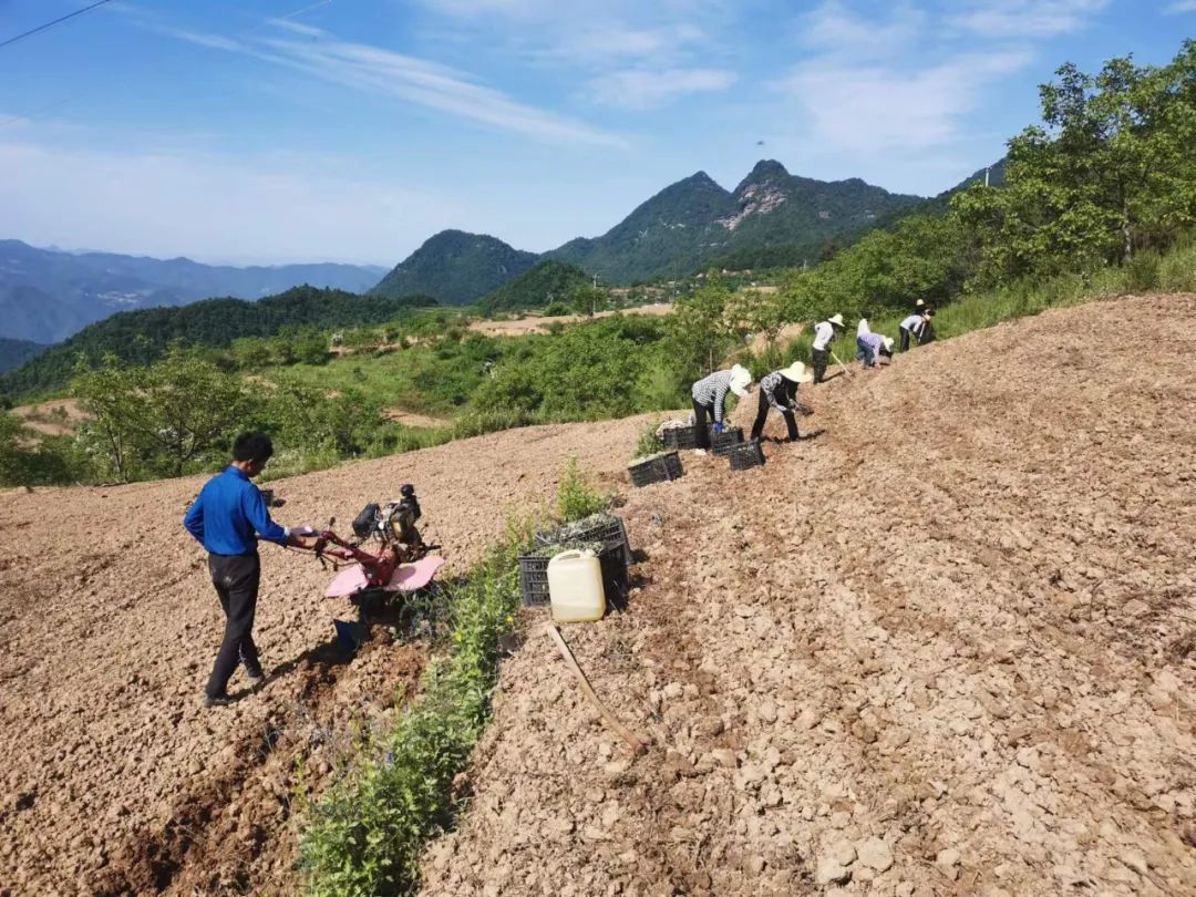 成县宋坪乡：小艾草成