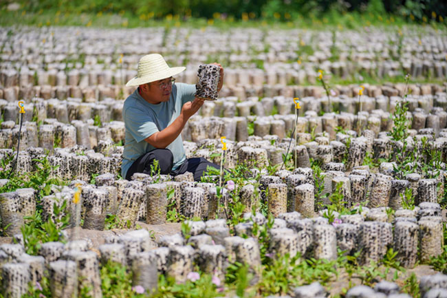 成县：夏至时节田管忙