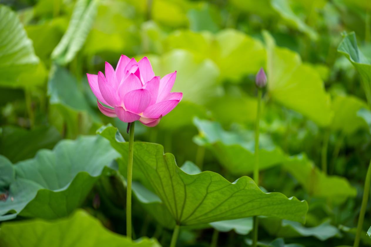 成县：裴公湖的荷花盛开了