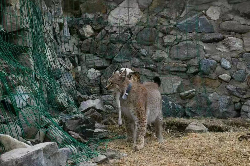 被救护猞猁在青海野化